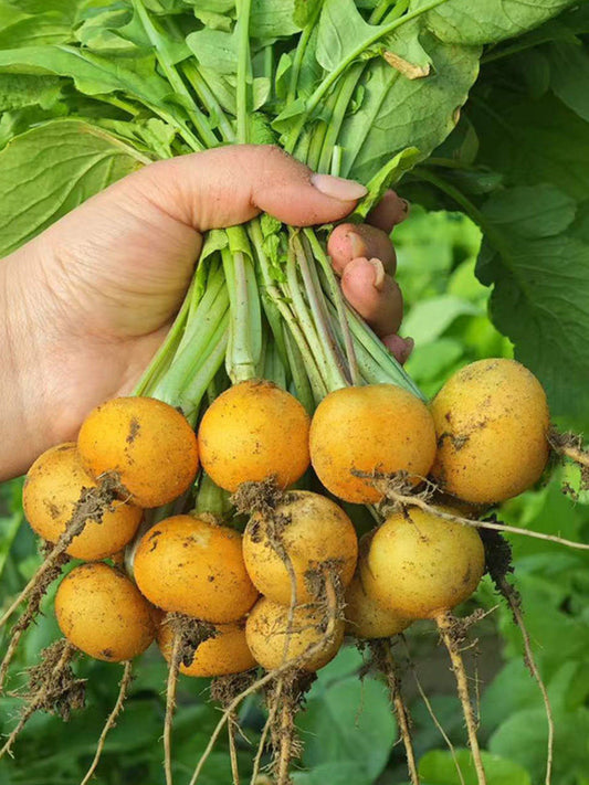 Yellow Cherry Radish