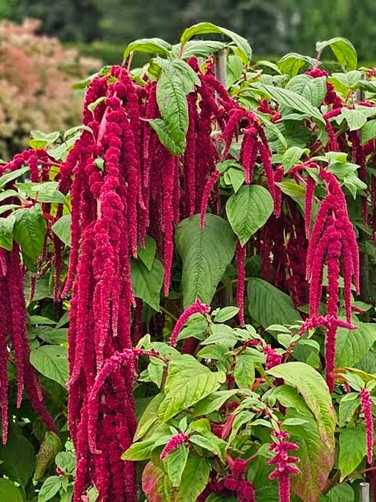 Red Love-Lies-Bleeding