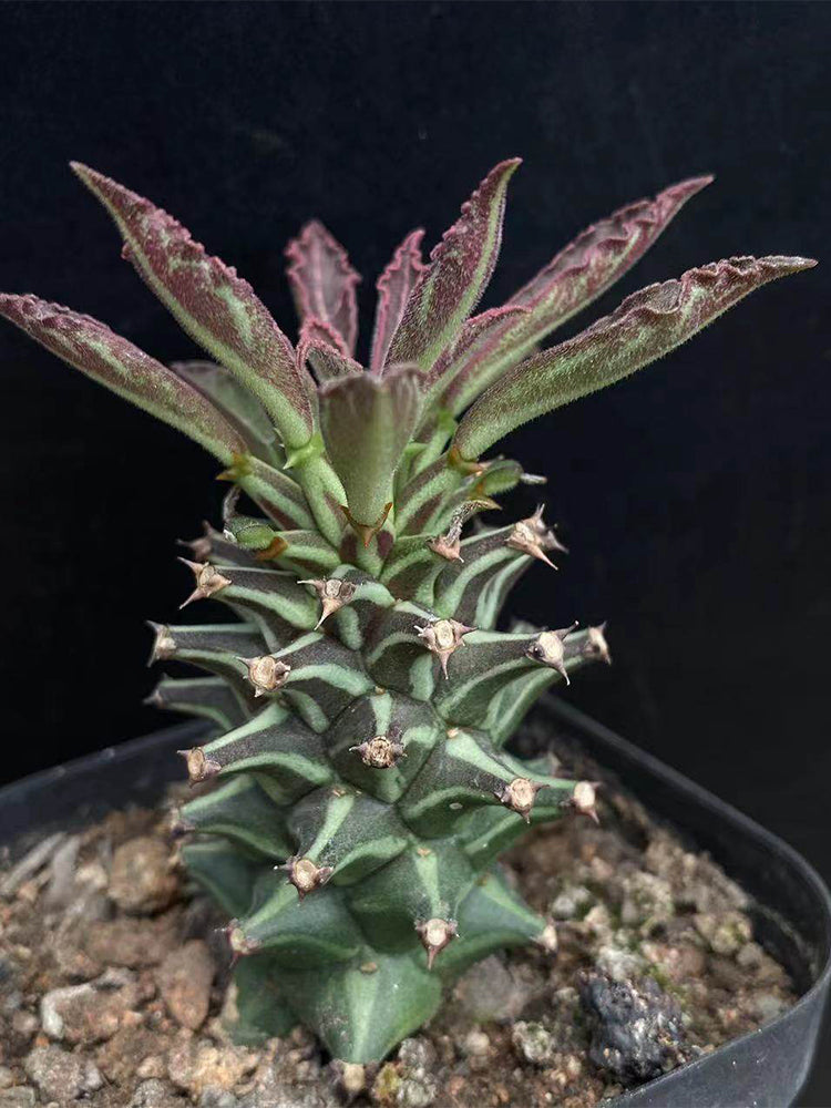 Monadenium schubei "Tanzania Red"