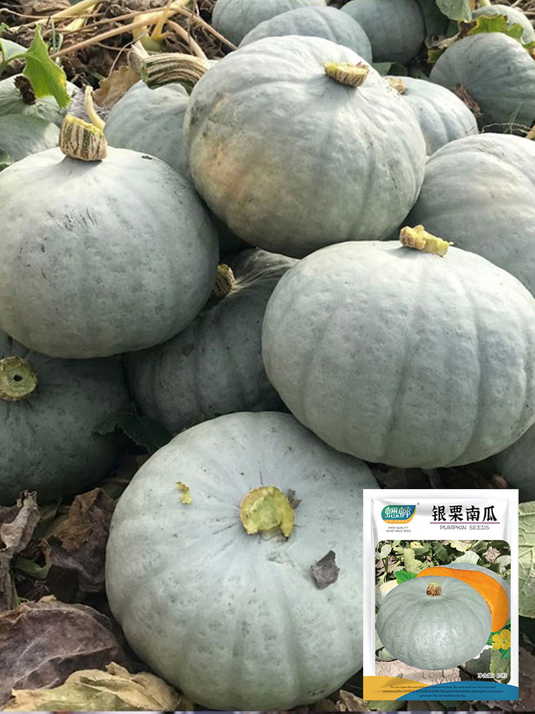 Silver Chestnut Pumpkin