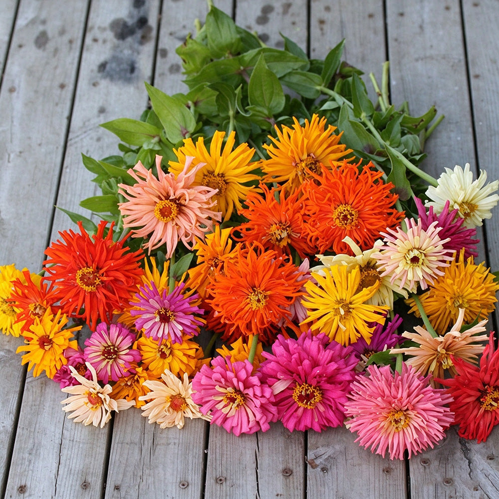 W1355 Cactus-Flowered Zinnia Mix