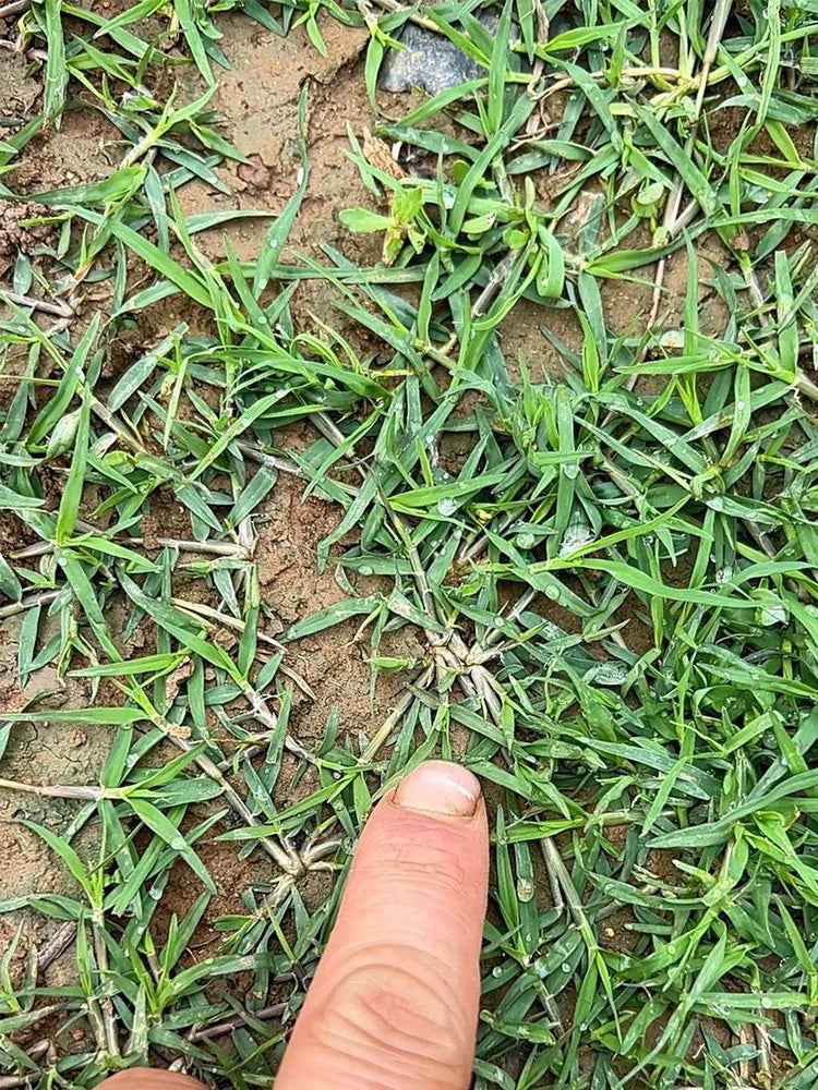 Bermudagrass