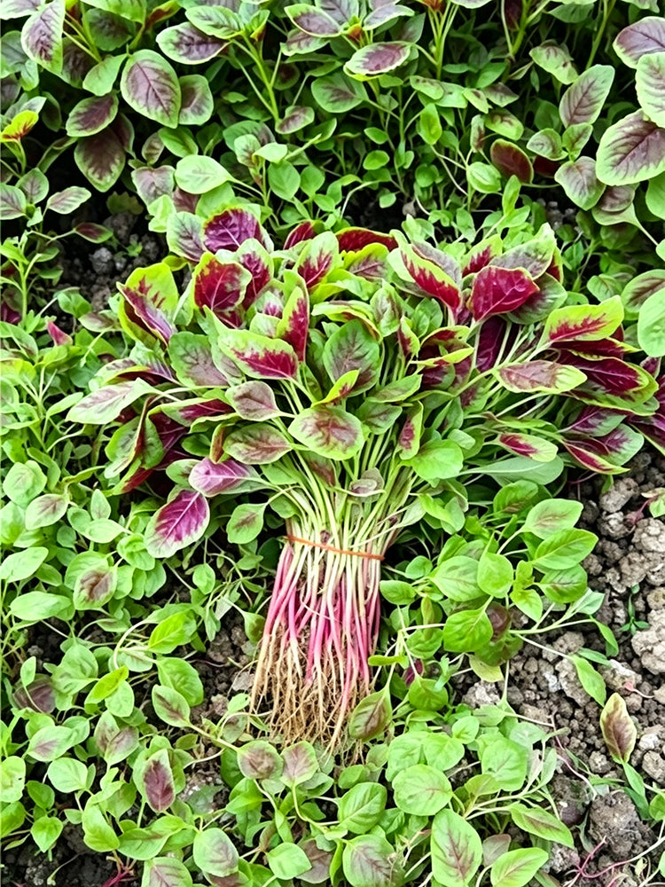 Large Round Leaf Red Amaranth