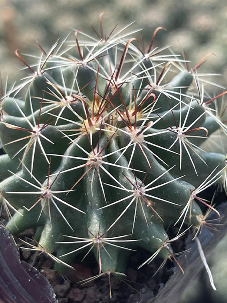 Thelocactus setispinus