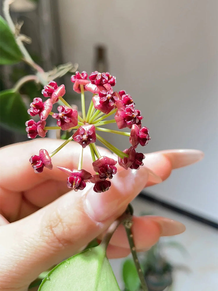 Hoya lukaensis Unrooted Stem Cuttings