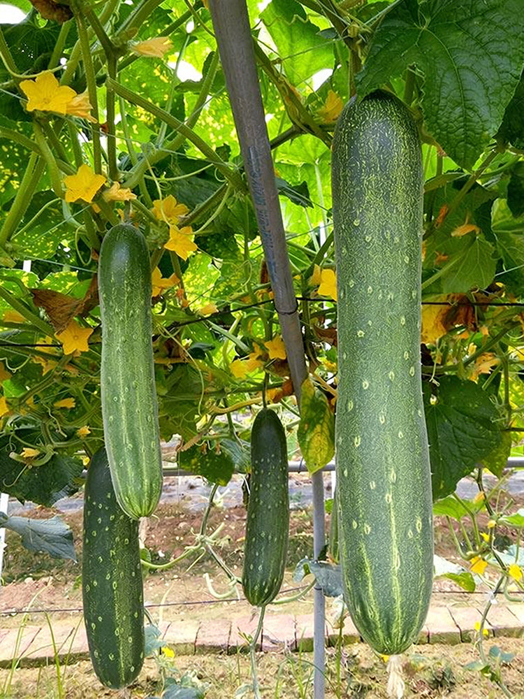 'Jiefeng No.8' Hybrid Cucumber