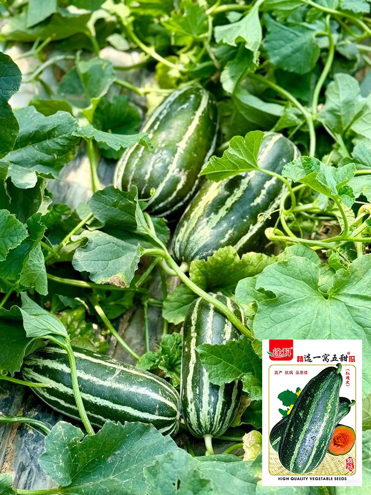 Yiwo Wu Sweet Melon