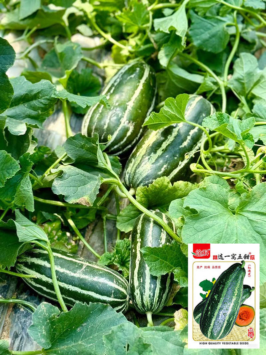 Yiwo Wu Sweet Melon
