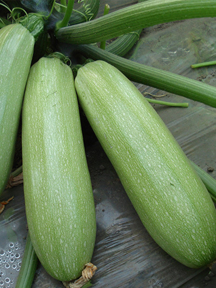 Zaoqing Zucchini