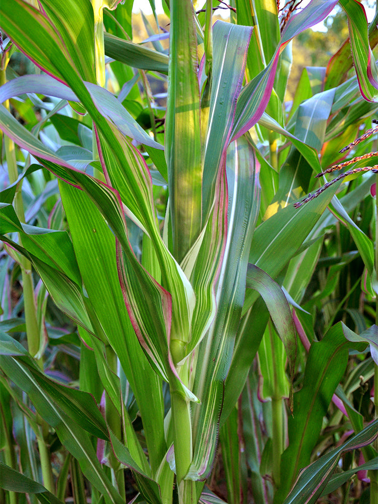Variegated Ornamental Corn