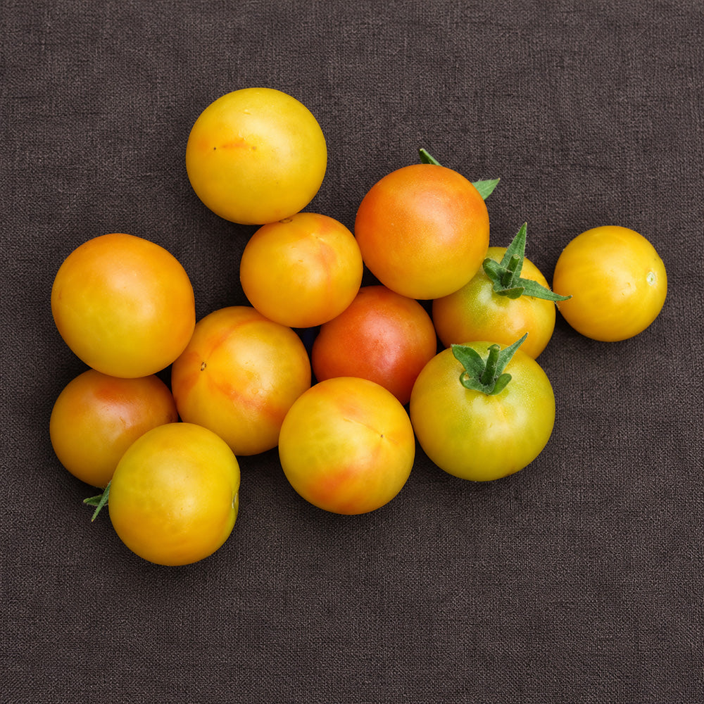 366 Marizol Magic Tomato
