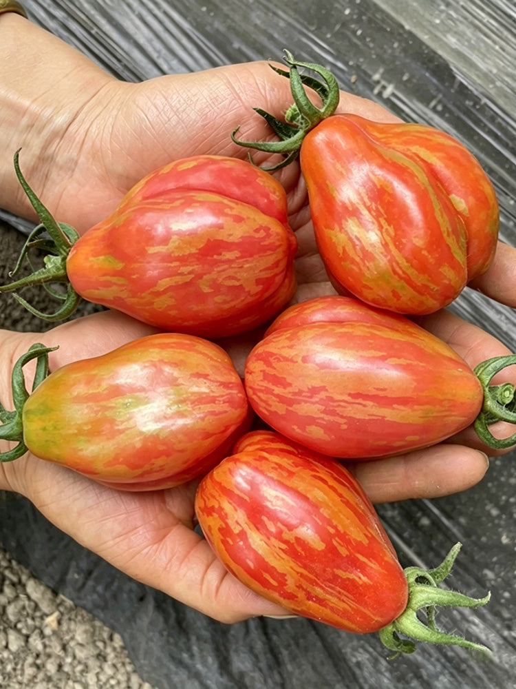 Red Pear Tomato