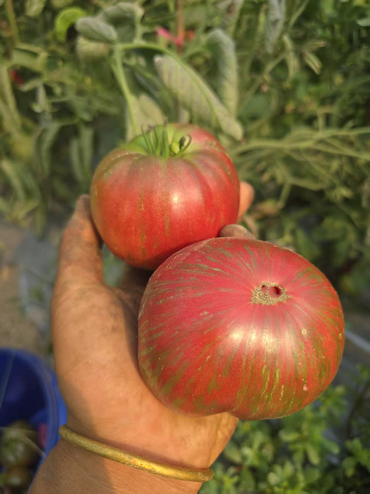 1096 Dwarf The Thong Tomato