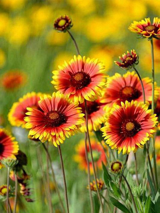 Blanket Flower (Gaillardia aristata)