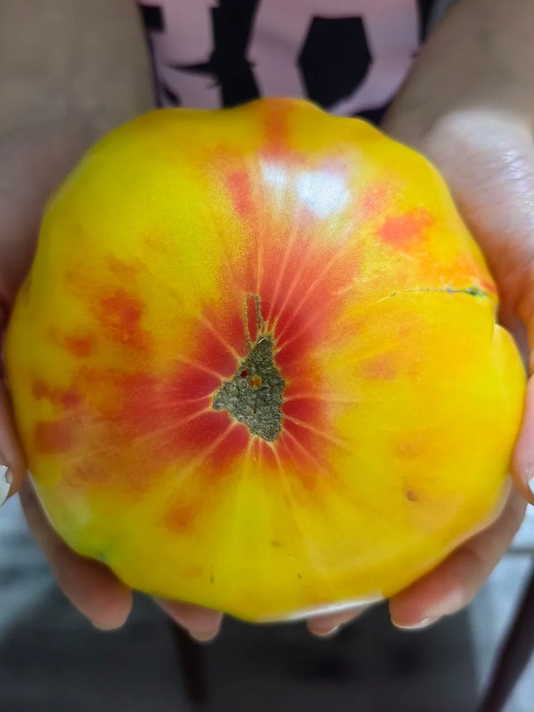 Cocktail Fruit Tomato