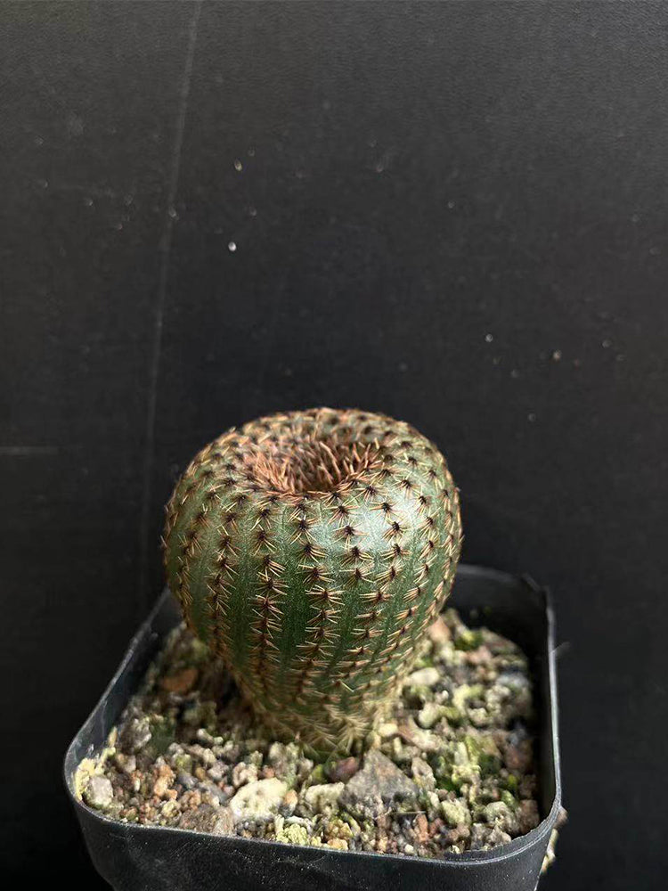 Frailea phaeodisca