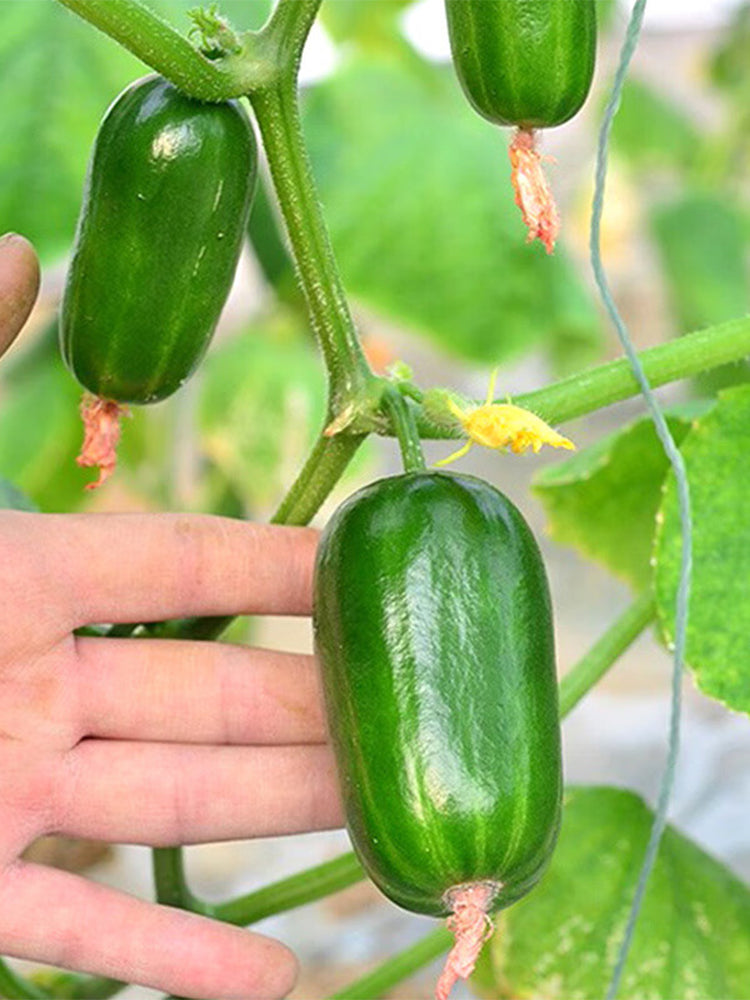 'Golden Boy' Cucumber F1