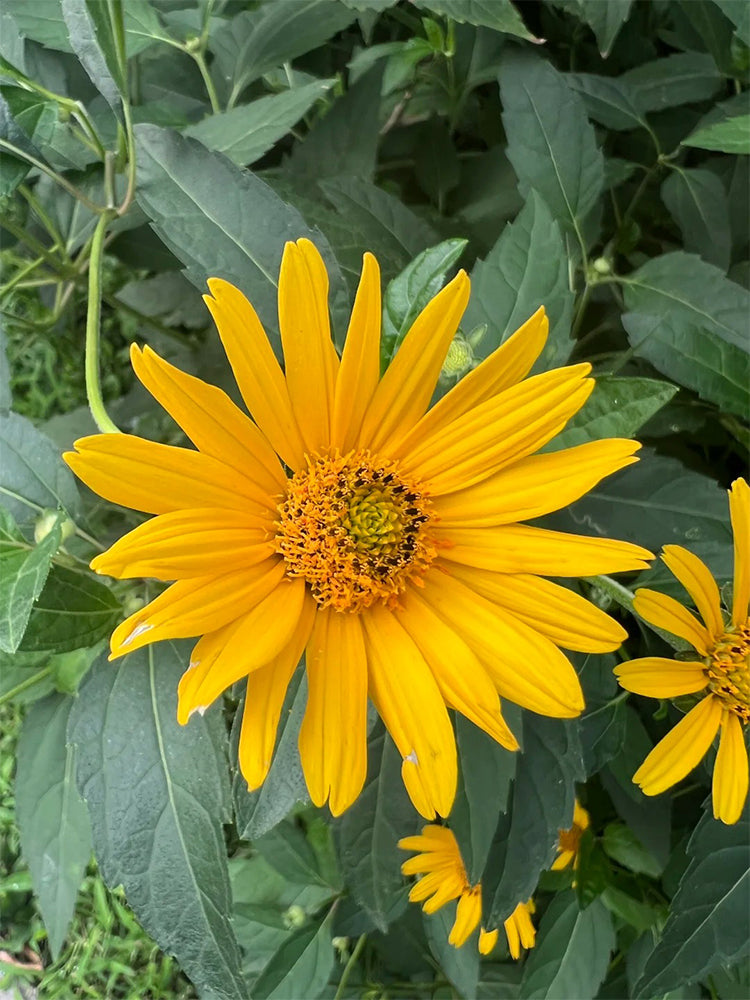 False Sunflower