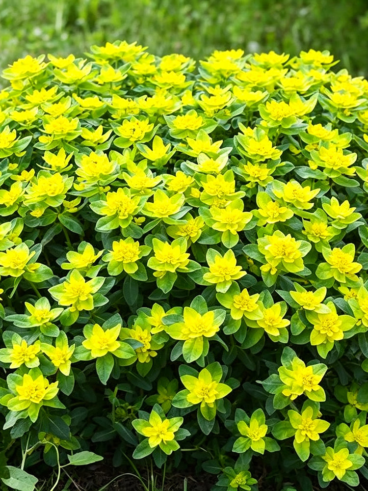 Cushion Spurge