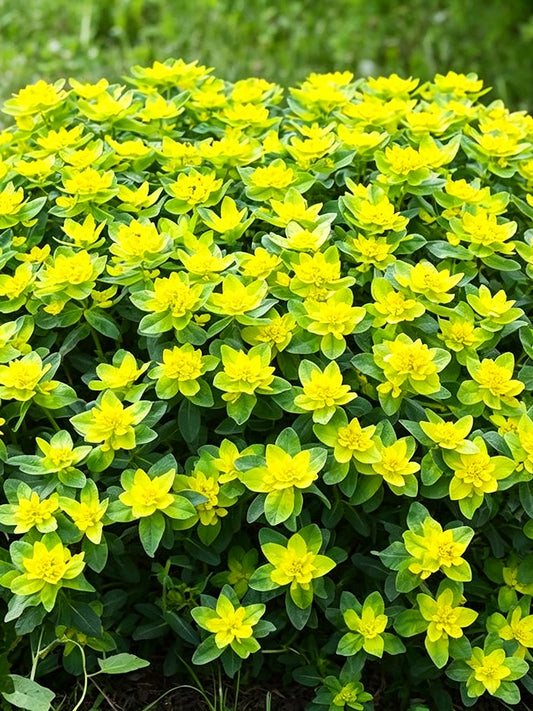 Cushion Spurge