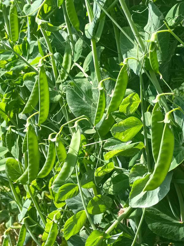 White Flower Double Pod Snow Pea