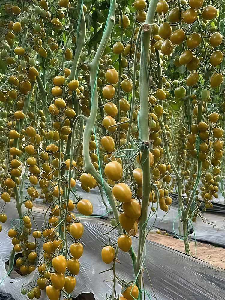 Qingguo Qingcheng F1 Tomato
