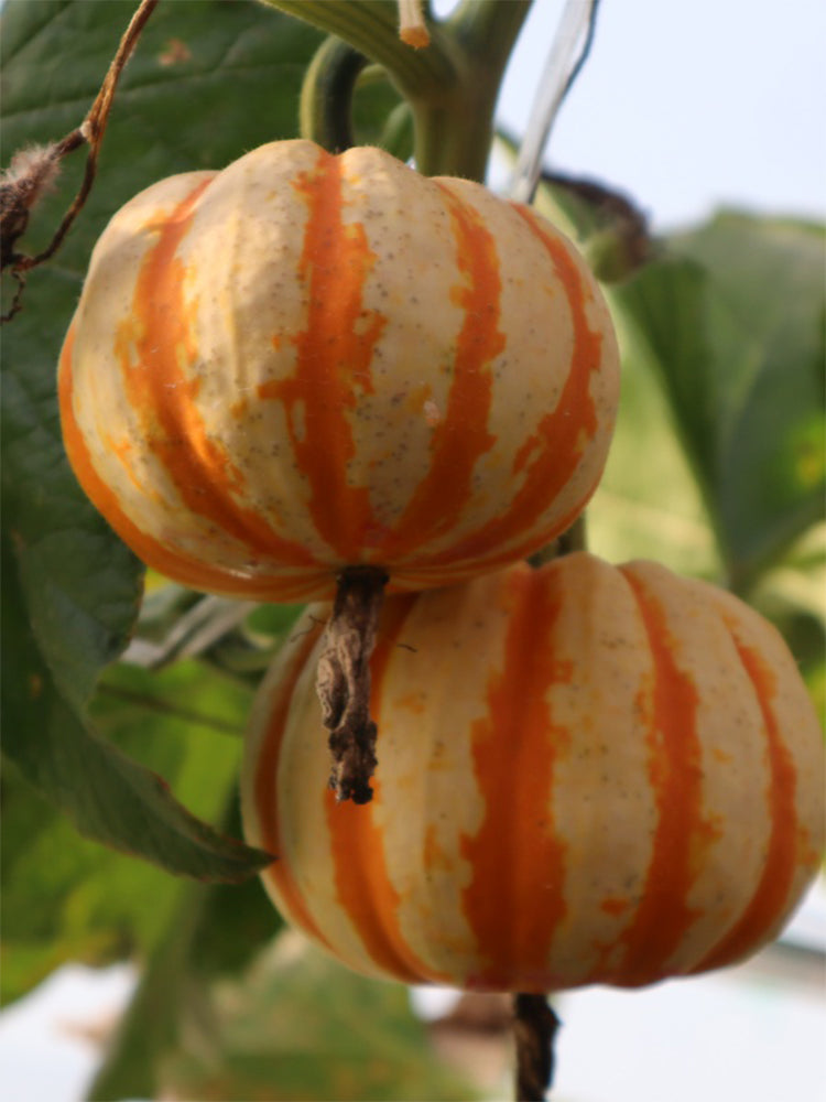 Orange Beibei Pumpkins