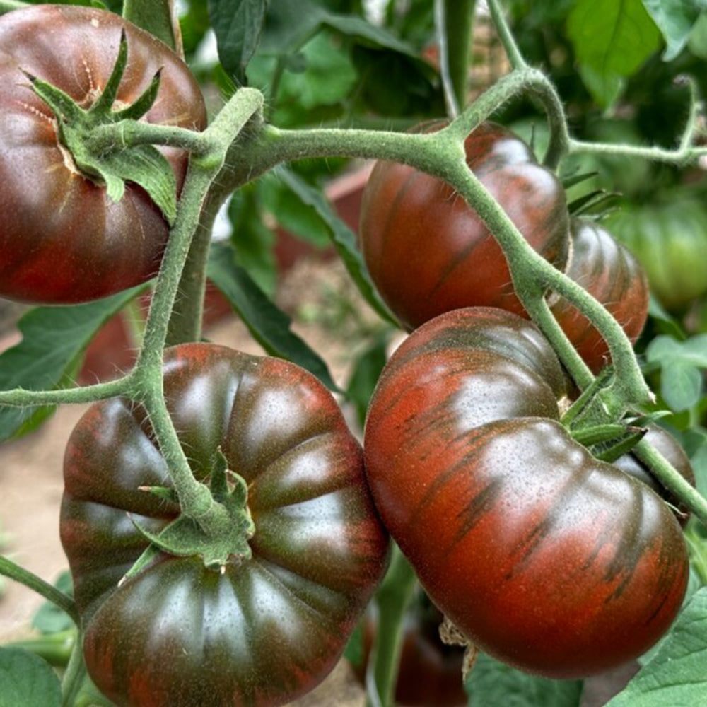 811 Paris Tomato