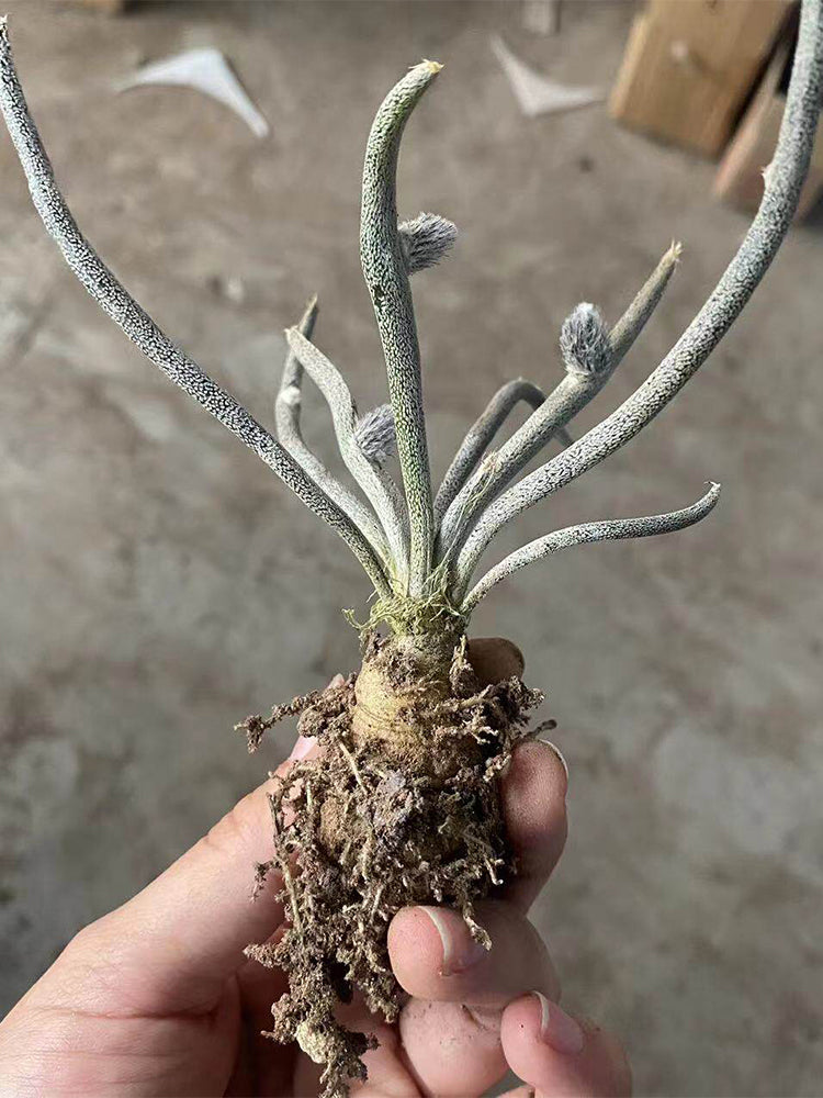 Astrophytum caput-medusae