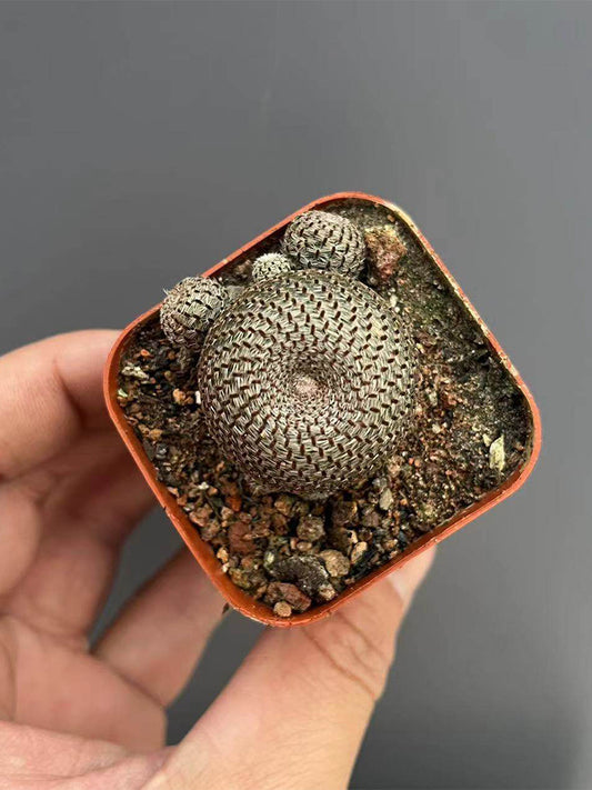 Rebutia heliosa