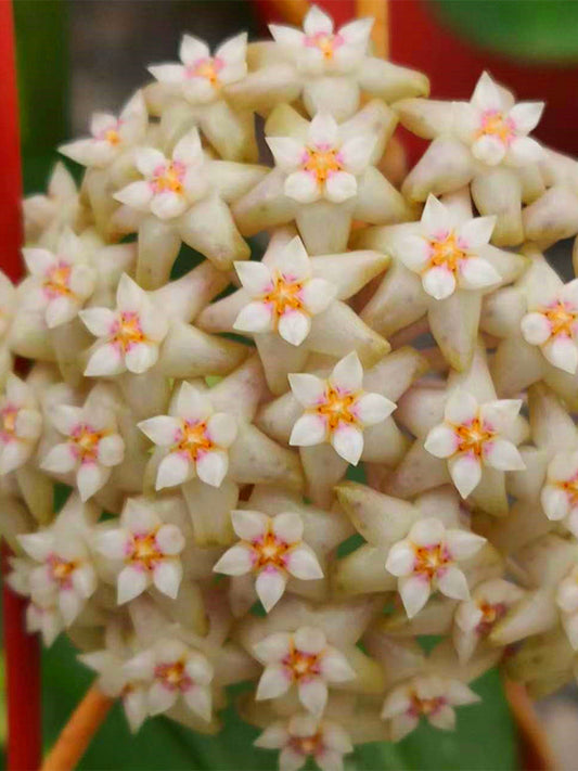 Hoya parasitica 'Variegated In' Unrooted Stem Cuttings