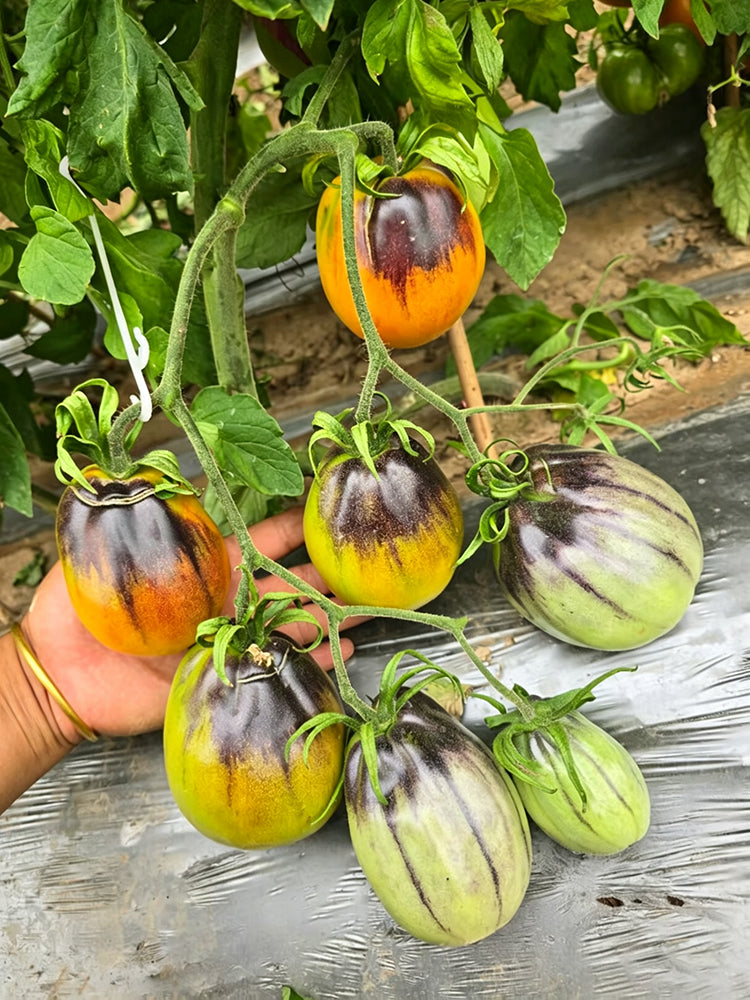 1068 Golden Veil F6 Tomato