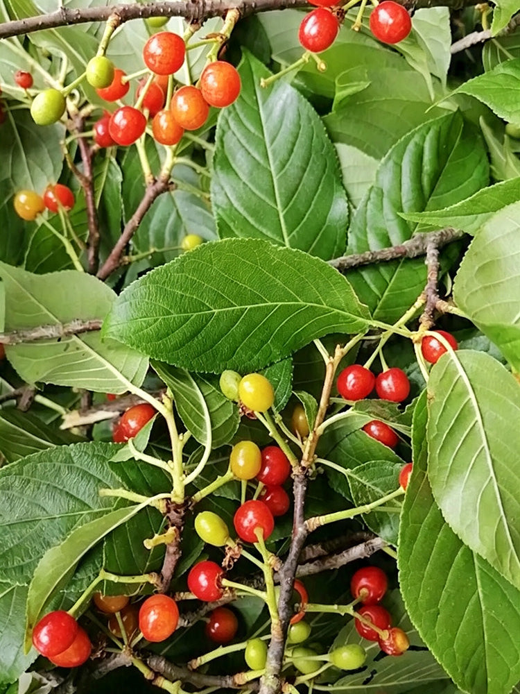Wild Cherry Rootstock