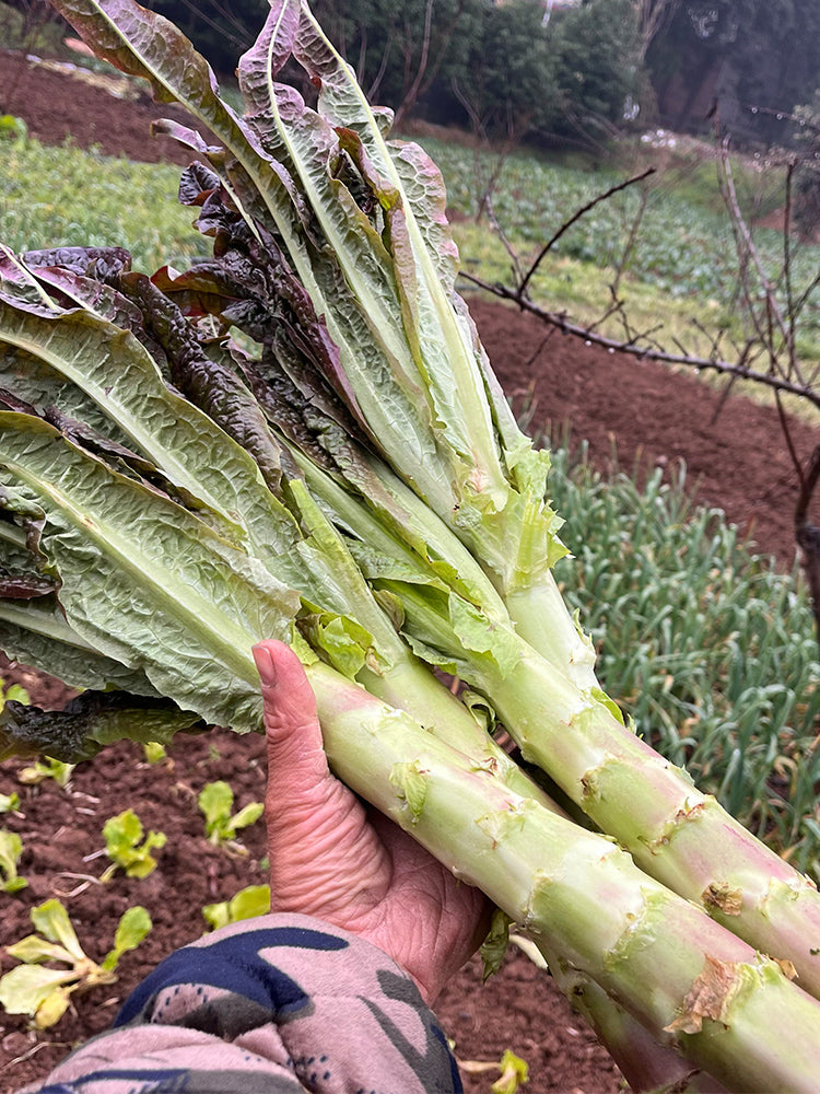 'Jiemei' Pointed-Leaf Red Celtuce