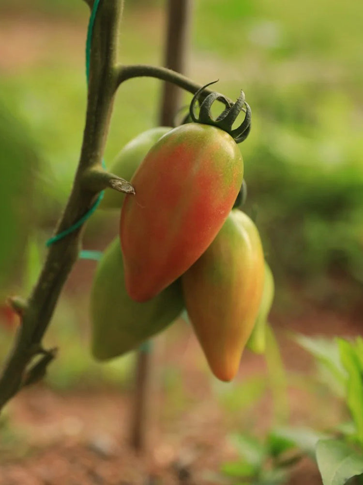 Super Sweet Mango Honey Tomato