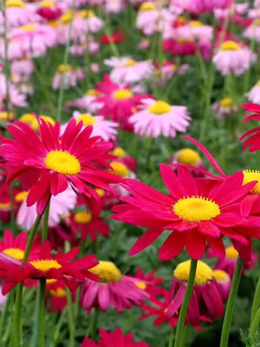 Painted Daisy (Tanacetum coccineum)