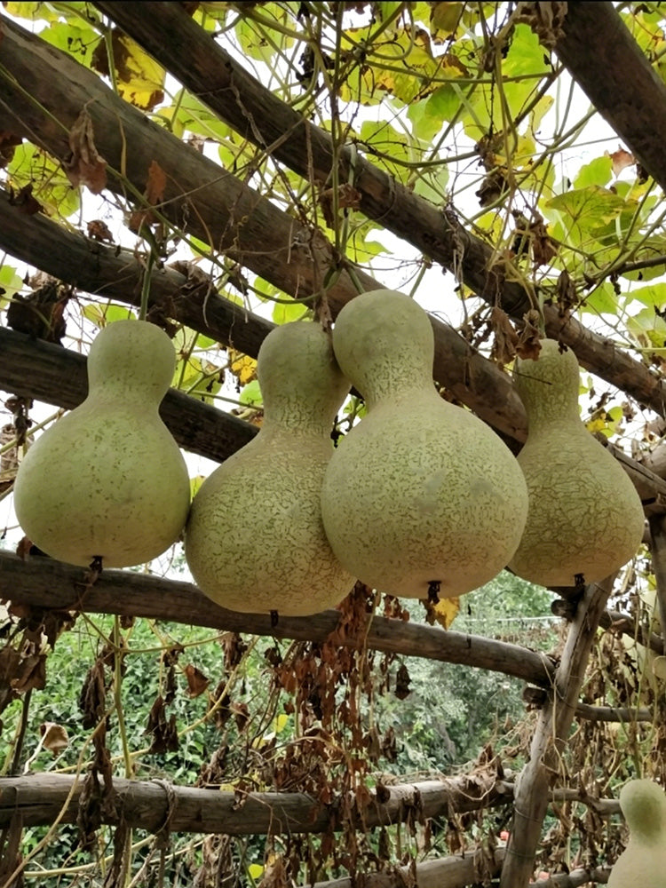 Xinjiang Bottle Gourd