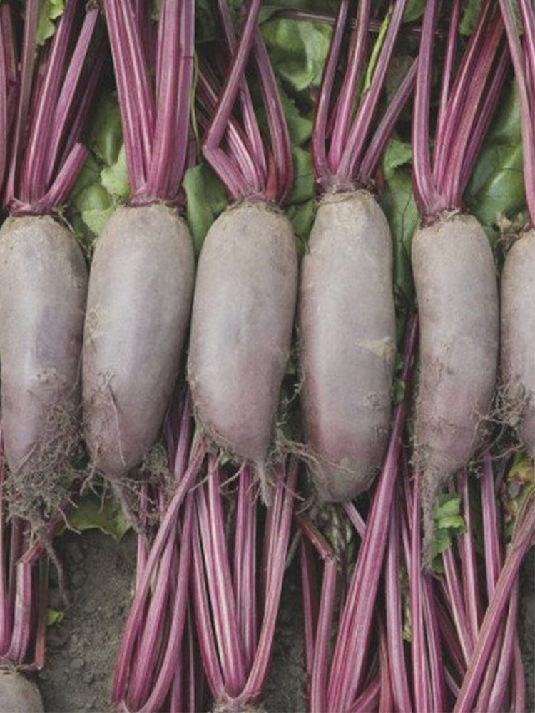 ALTO Long-shaped Red Garden Beet