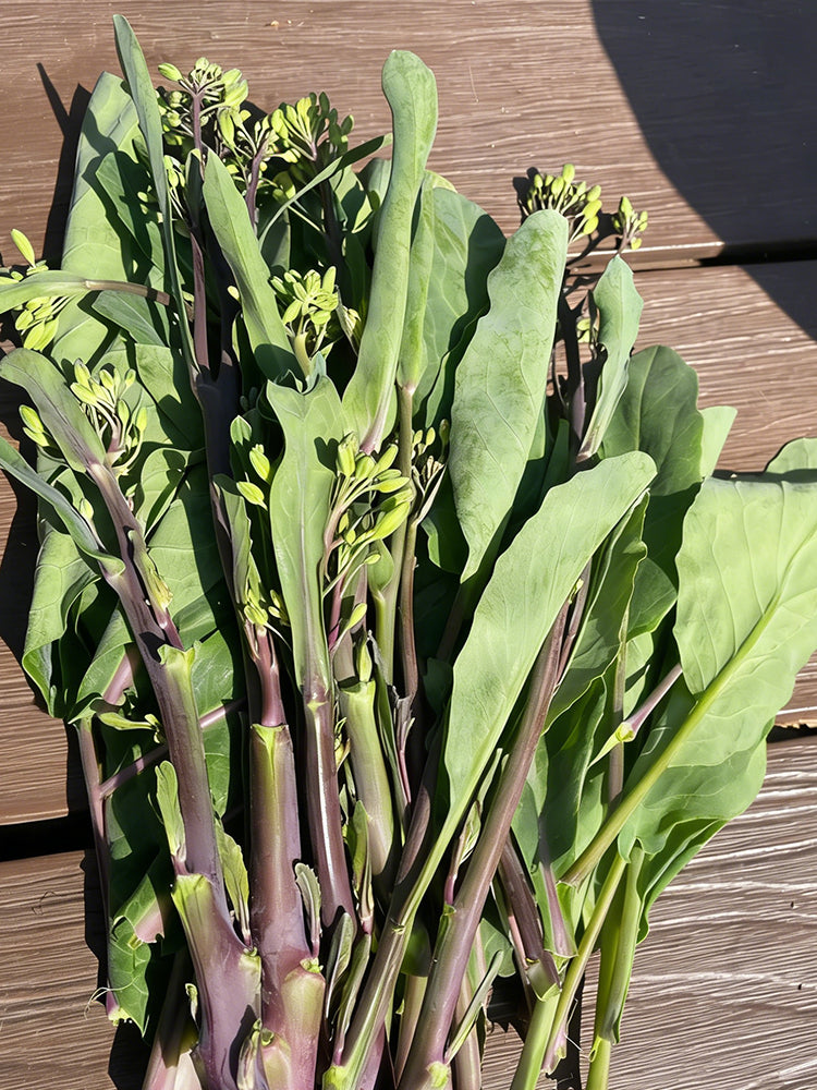 Red-Stemmed Chinese Kale