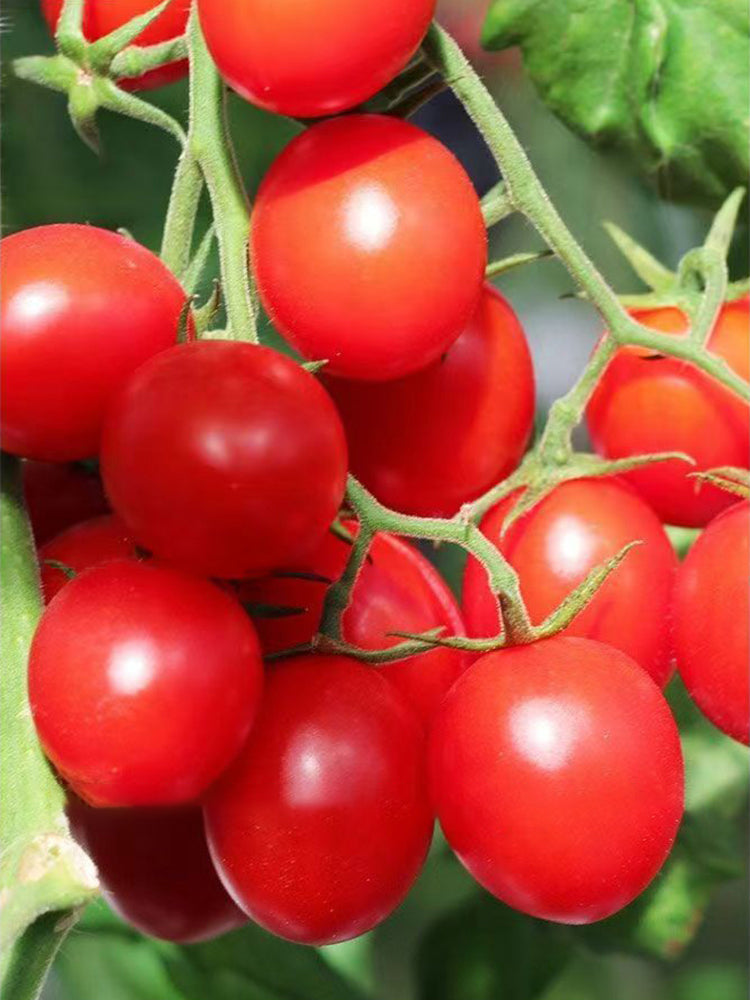 ‘Millennium’ Cherry Tomatoes