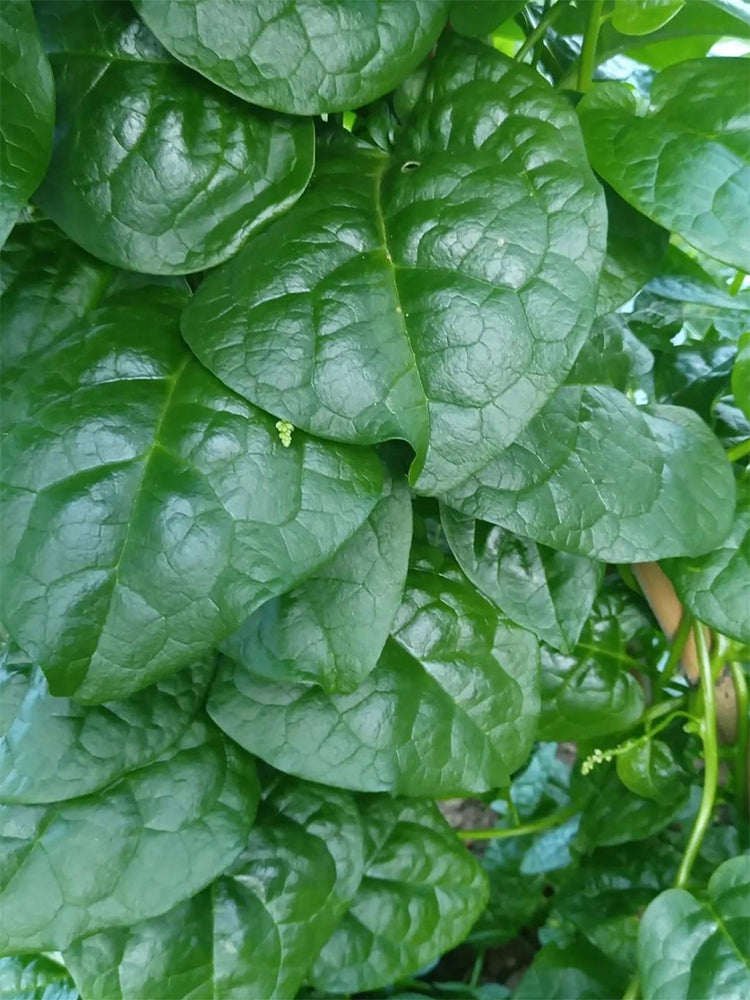 'Nongdianzan' Creamy Malabar Spinach