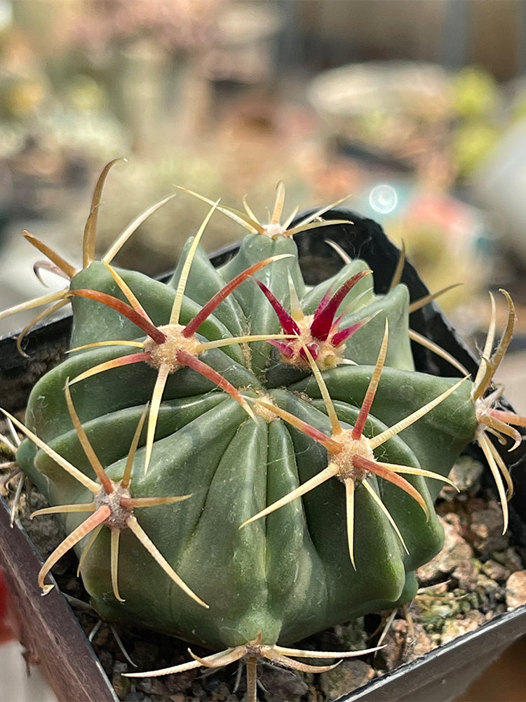 Ferocactus latispinus 'Sunrise'