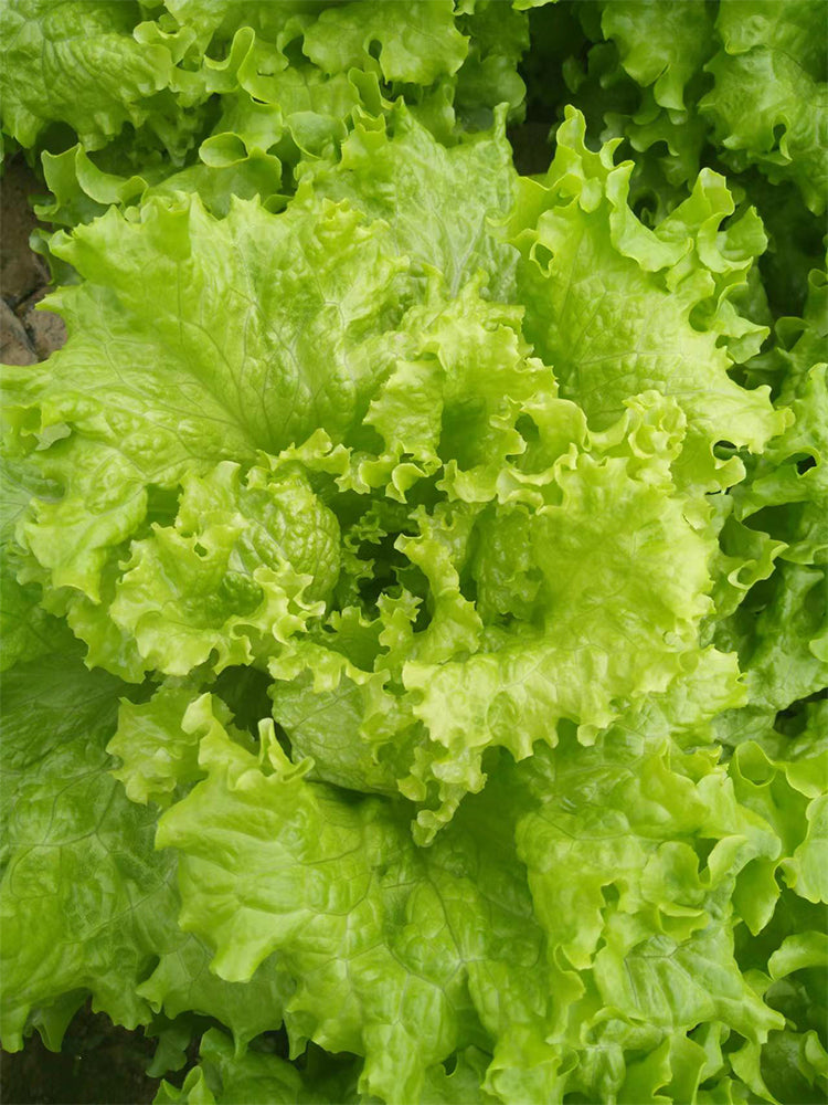 'Jiemei' Fast-Growing Loose-Leaf Lettuce