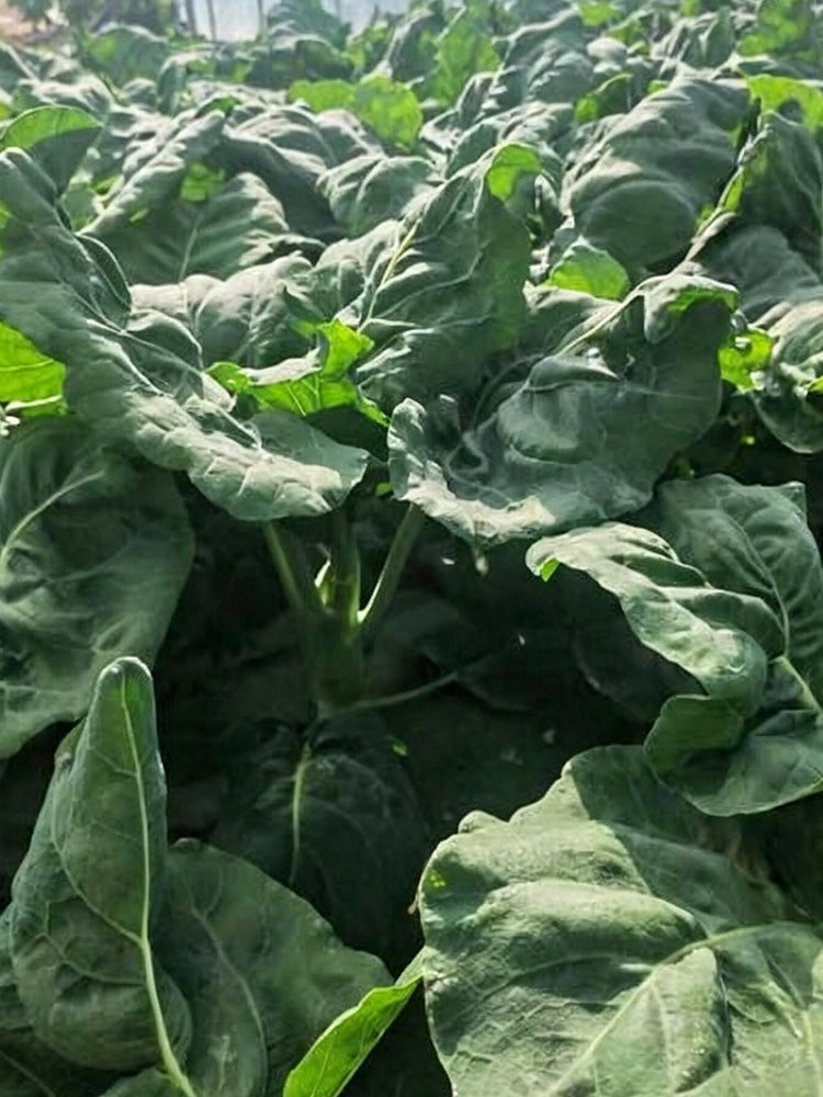'Jiemei Improved Xianggu' Chinese Kale