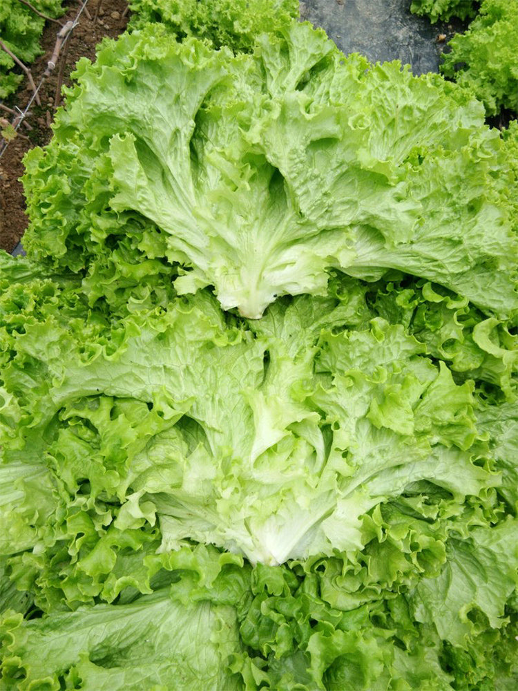 'Jiemei' Fast-Growing Loose-Leaf Lettuce