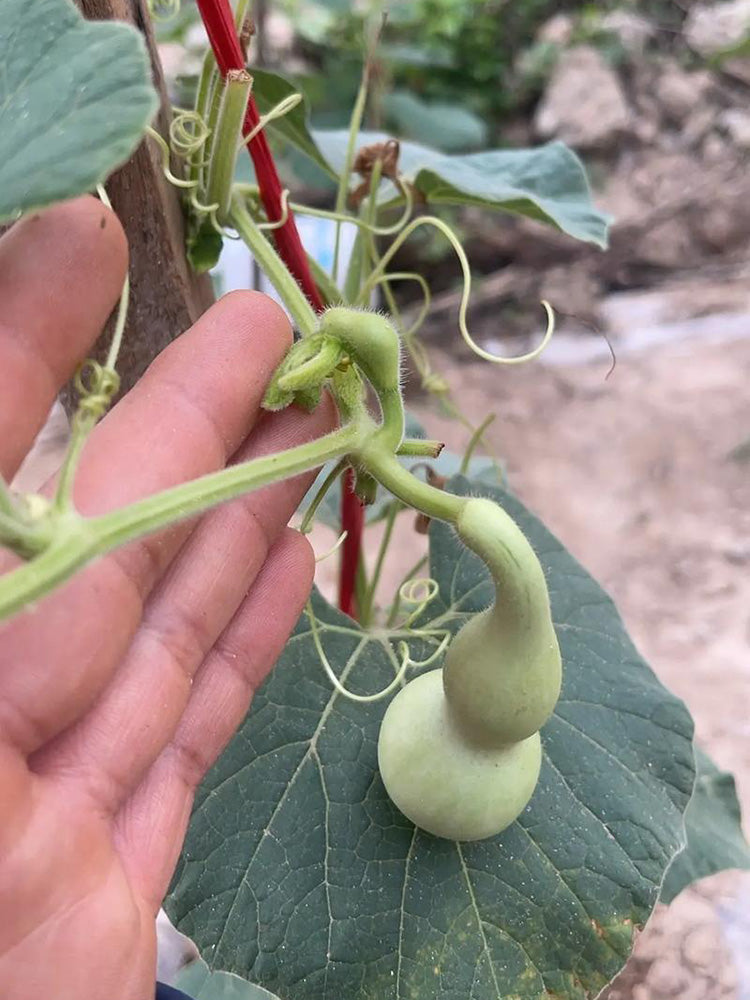 Twisted-Handle Ornamental Gourd