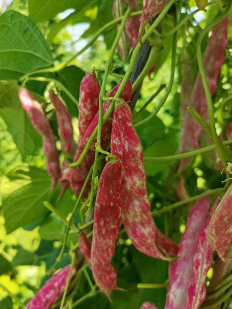 cranberry seeds for planting Bellfarm® Sparrow Egg Cranberry Bean Seeds – MUCIAKIE