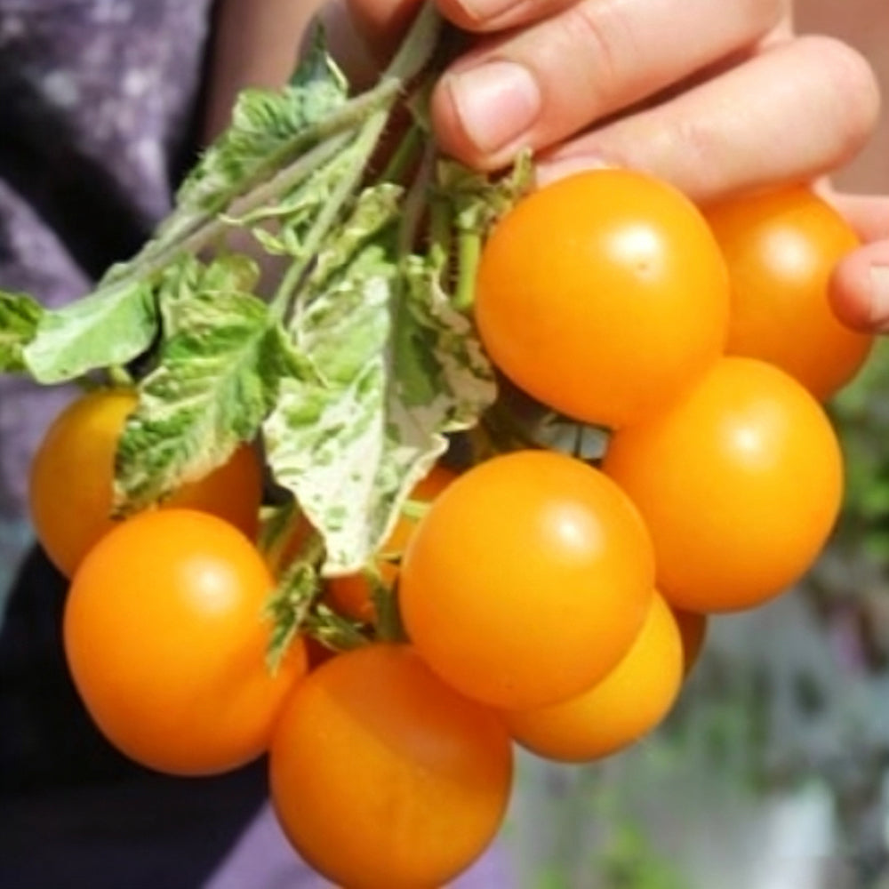 781 Variegated Potato Leaf Cherry Tomato