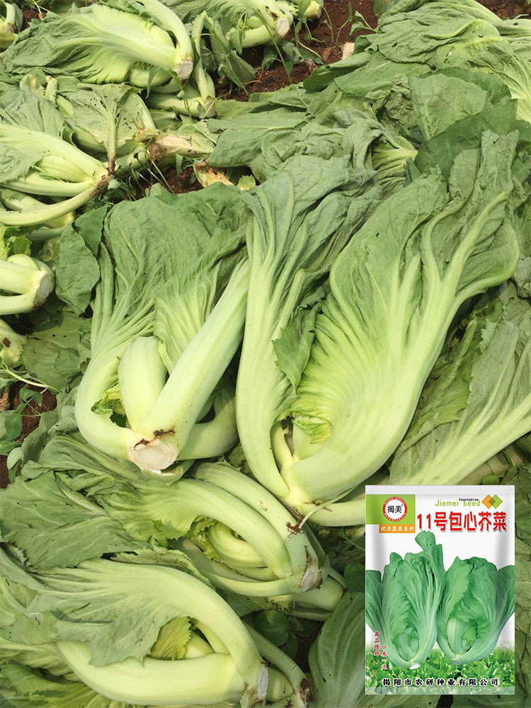 'Jiemei' No.11 Wrapped-head Mustard