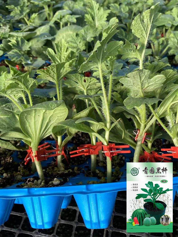 Qingyuan Black Stem Rootstock